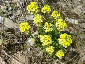 Erysimum pumilium